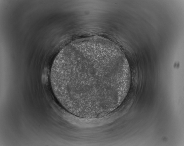 X0000099470038200805301606