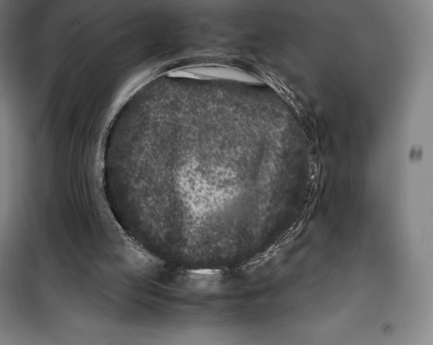 X0000099470053200805301605