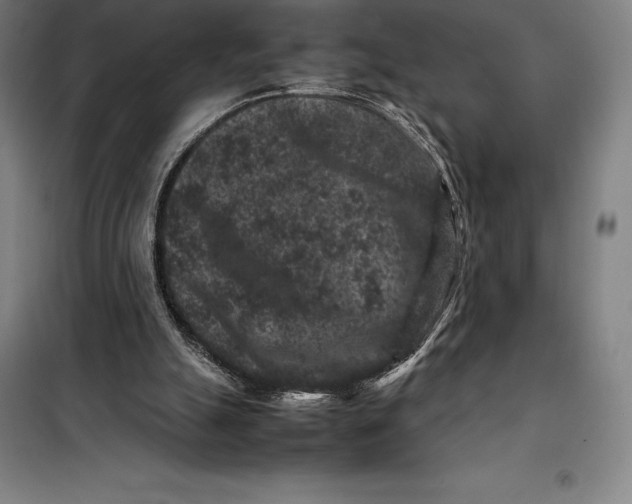 X0000099470055200805301605