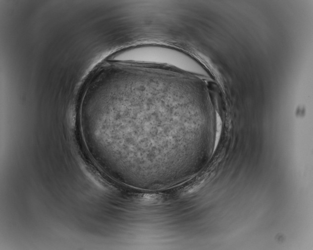 X0000099470060200805301605