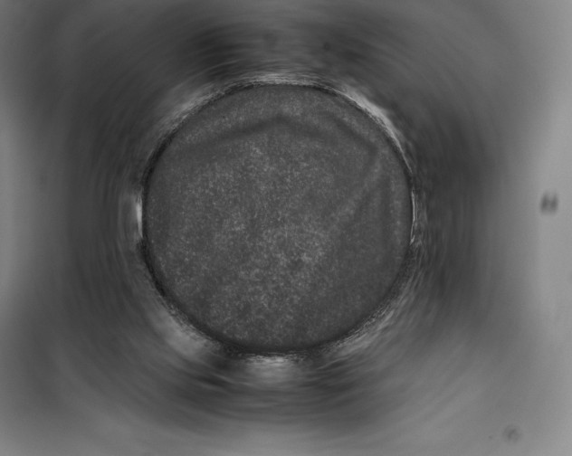 X0000099470061200805301605