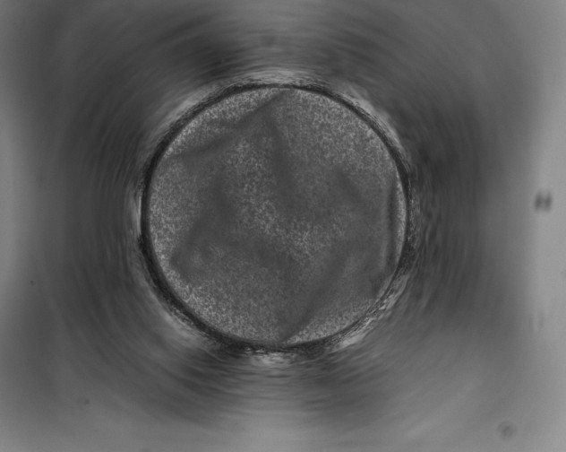 X0000099470062200805301605