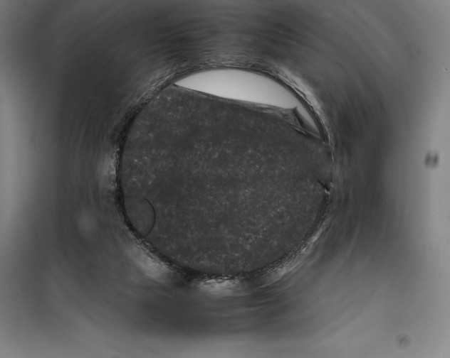 X0000099470065200805301605