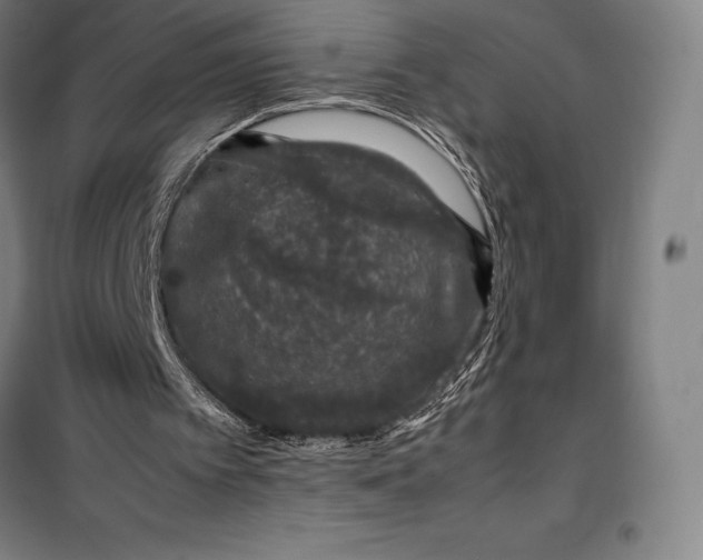 X0000099470097200805301605