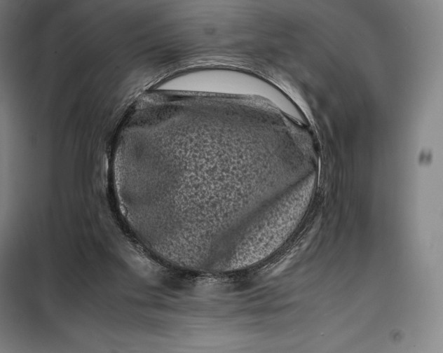 X0000099470109200805301605