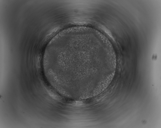 X0000099470114200805301605