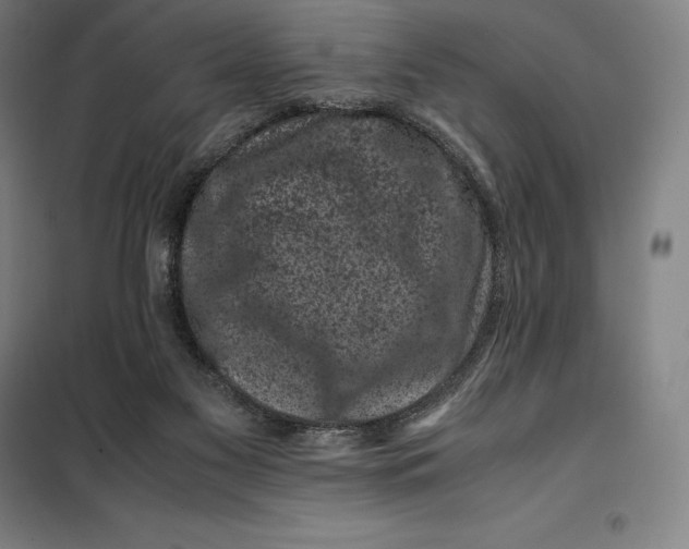 X0000099470117200805301605