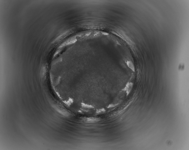 X0000099470165200805301604