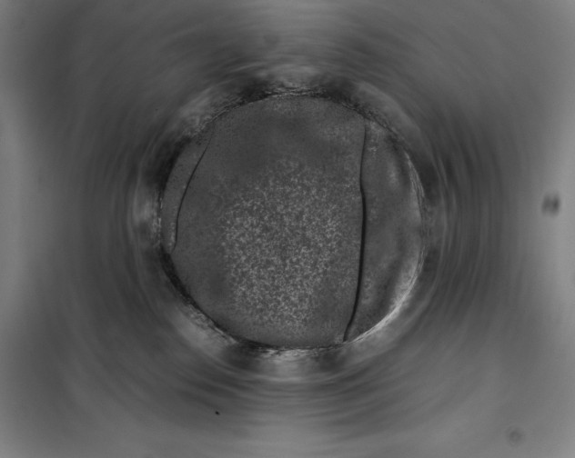 X0000099470186200805301604