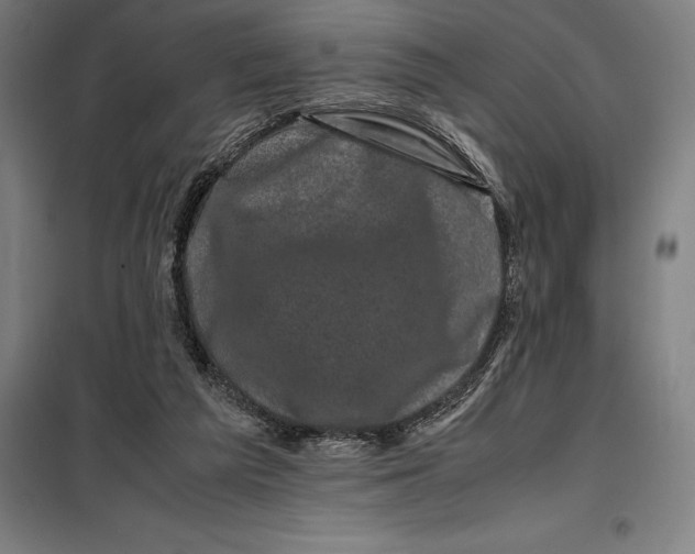 X0000099470209200805301603