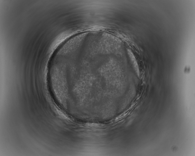 X0000099470242200805301602