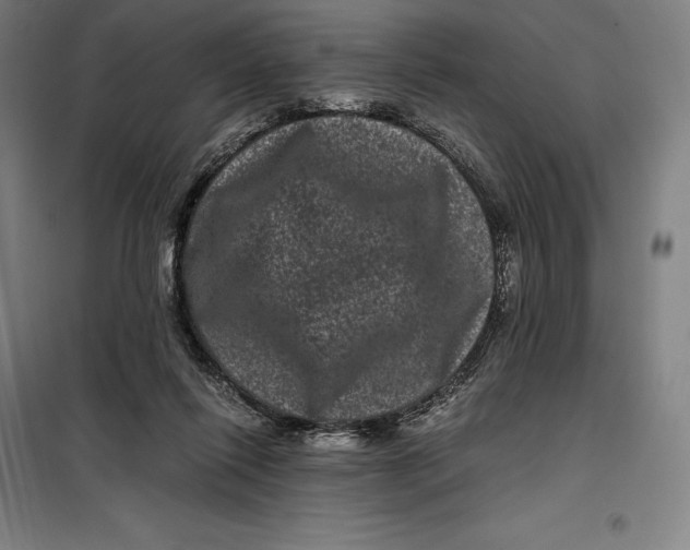 X0000099470262200805301602