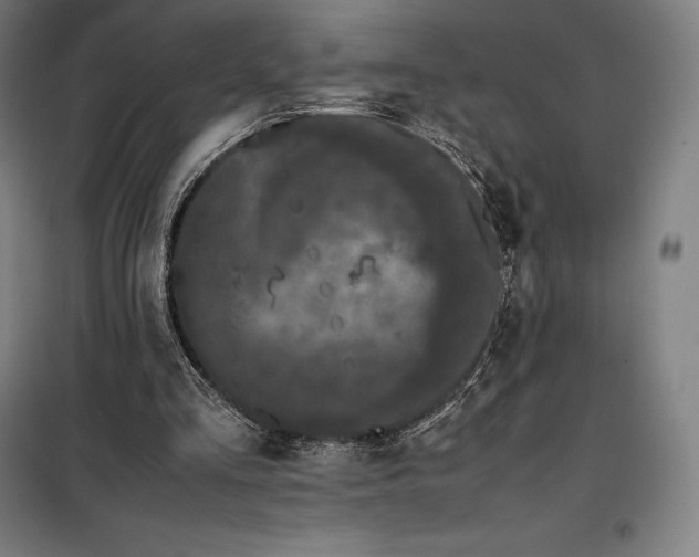 X0000099470293200805301602