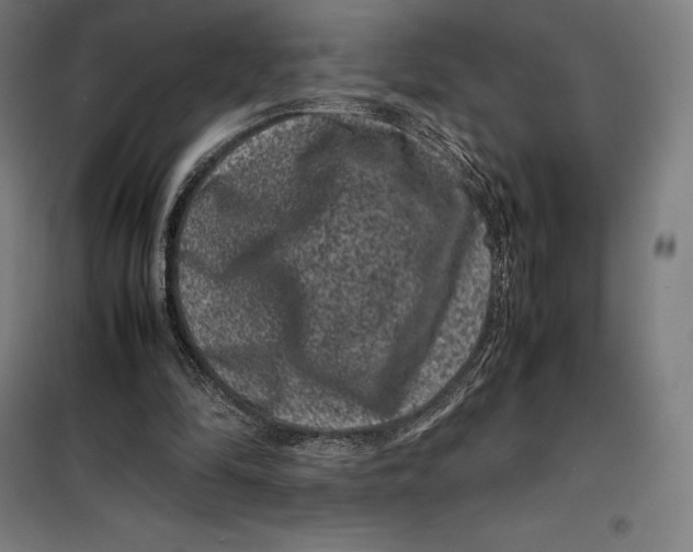 X0000099470294200805301602