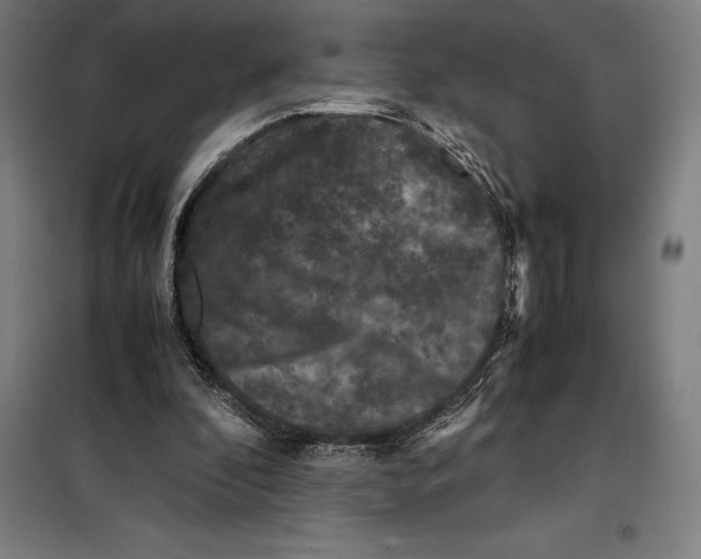 X0000099470296200805301602