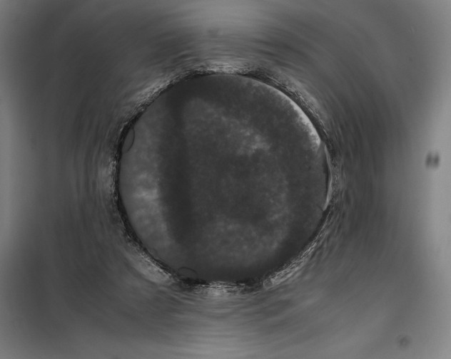 X0000099470305200805301602