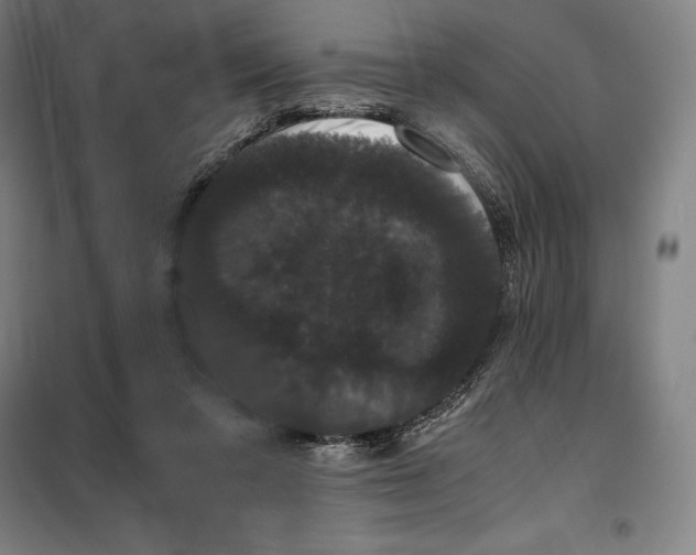 X0000099470309200805301602