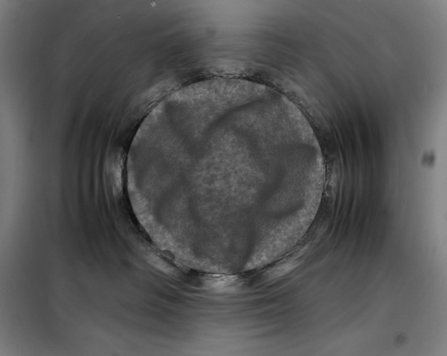 X0000099470334200805301602