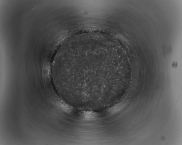 X0000099470336200805301602