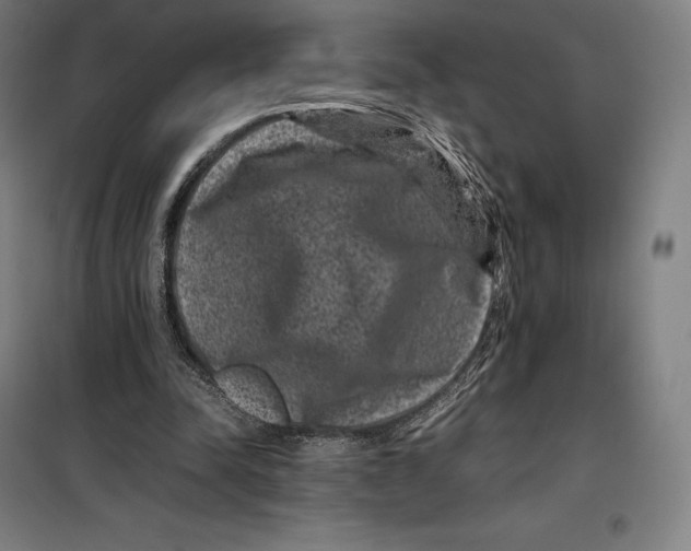 X0000099470342200805301601