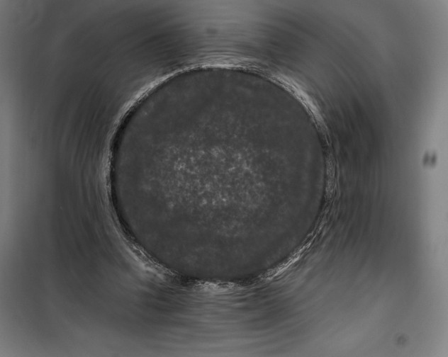 X0000099470346200805301601