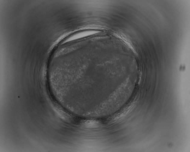 X0000099470348200805301601