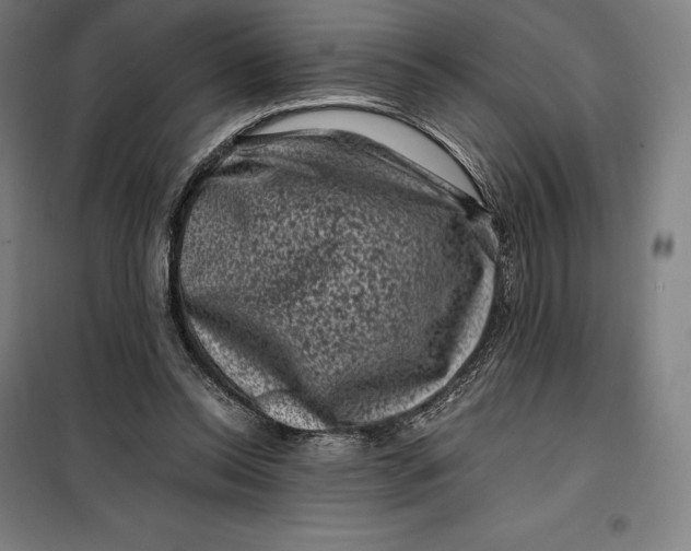 X0000099470350200805301601