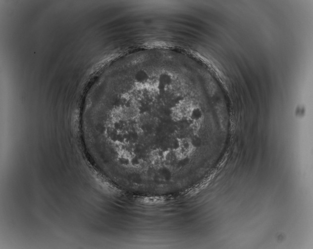 X0000099470353200805301601