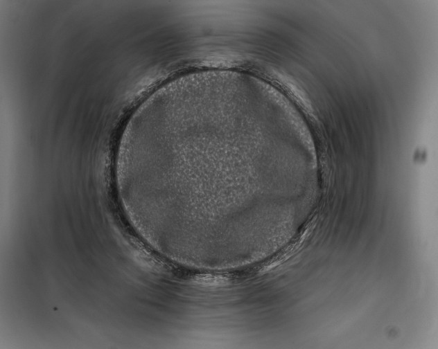 X0000099470354200805301601