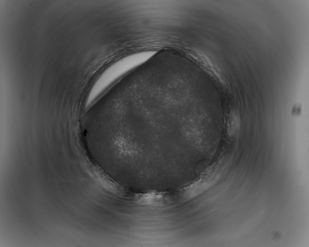 X0000099470366200805301601