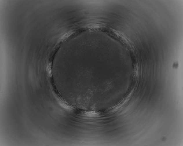 X0000099470383200805301602