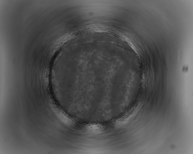 X0000099470402200805301601