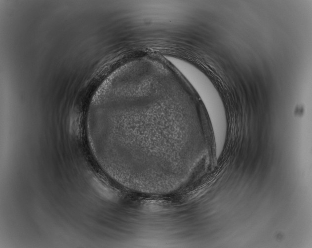 X0000099470408200805301601