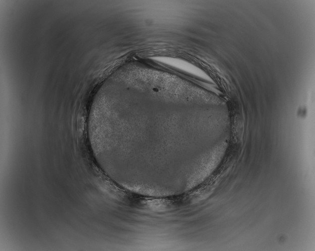 X0000099470417200805301600