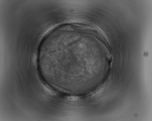 X0000099470444200805301600