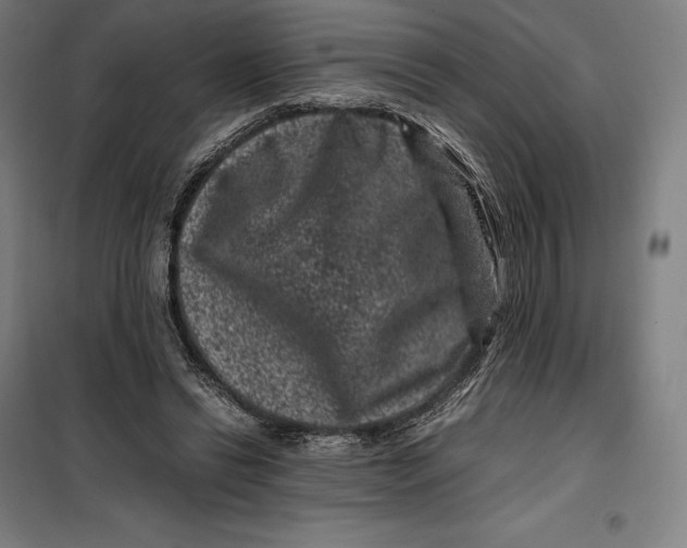 X0000099470446200805301600