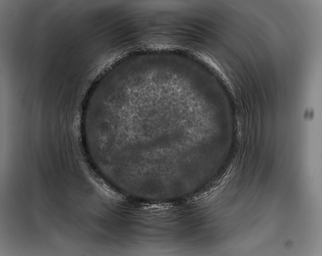 X0000099470447200805301600