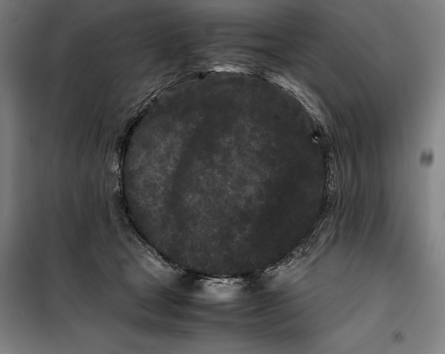 X0000099470465200805301600