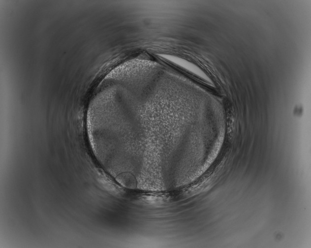 X0000099470466200805301600