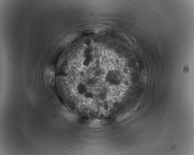 X0000099470527200805301559