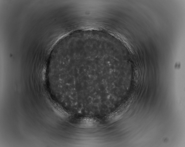 X0000099470596200805301558