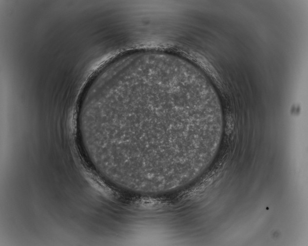 X0000099470632200805301557