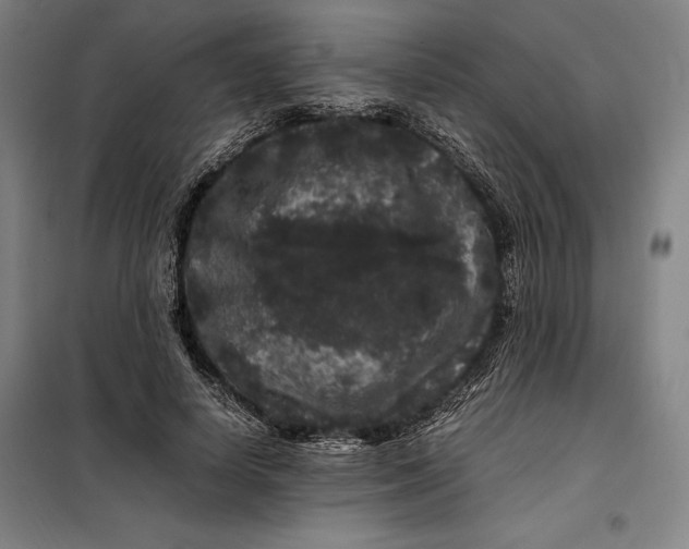 X0000099470642200805301557