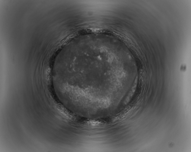 X0000099470650200805301557