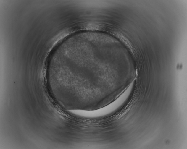 X0000099470723200805301555