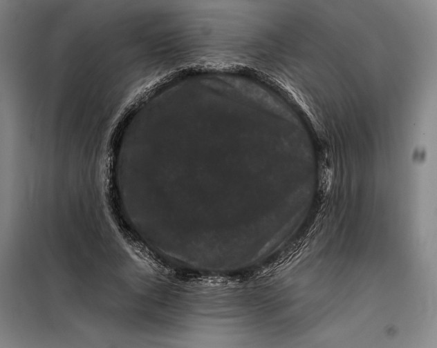 X0000099470736200805301555