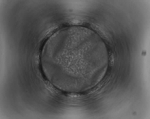 X0000099470746200805301556