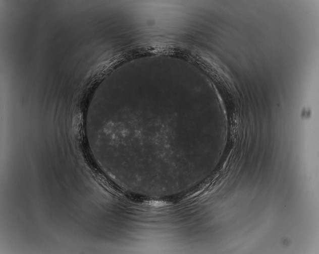 X0000099470748200805301556