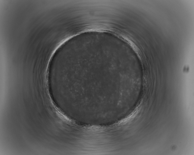 X0000099470779200805301555