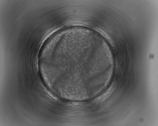 X0000099470782200805301555